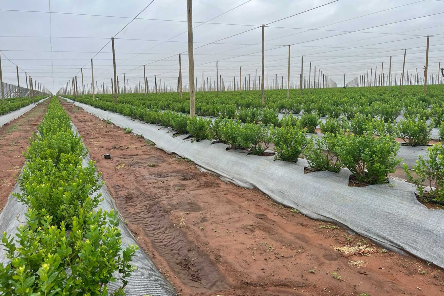 Net house background