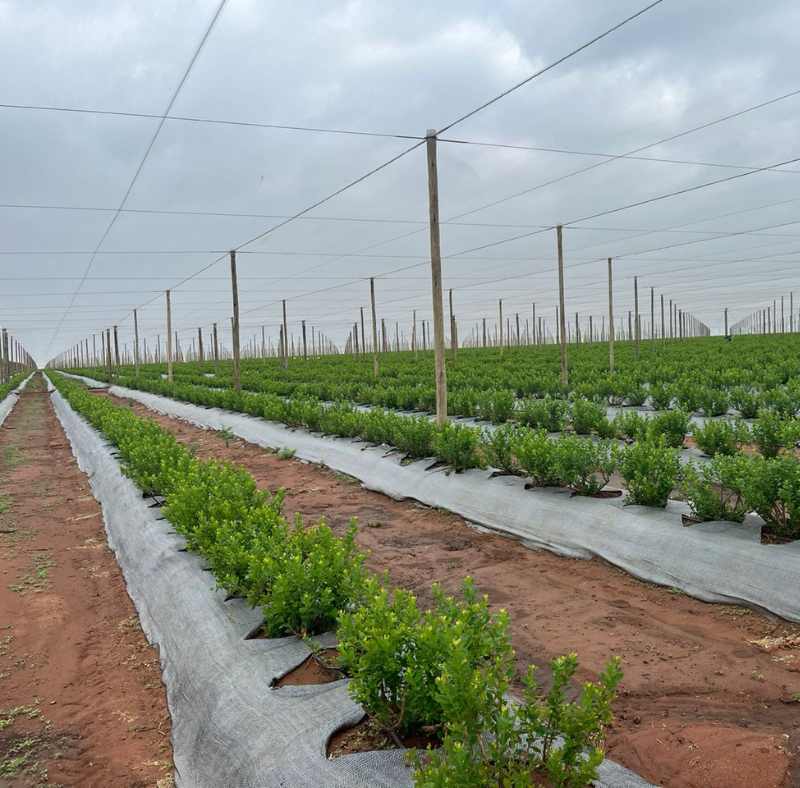 Net house construction 1