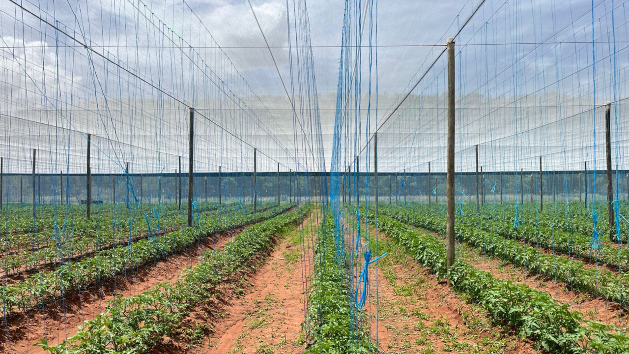 Net house background